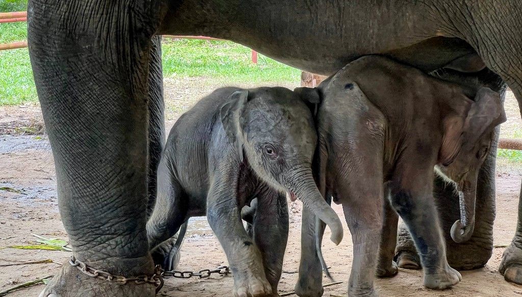 annesinin ormanda terk ettigi bebek fil kurtarildi Ov7qXyur