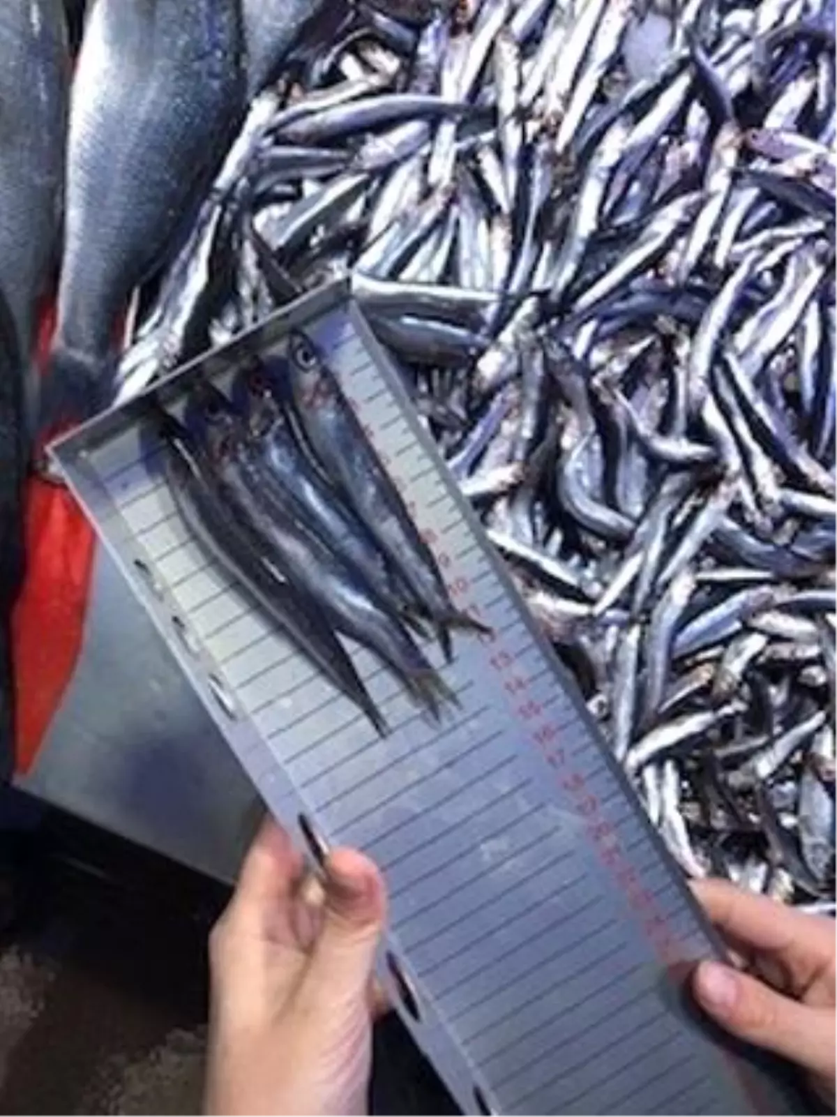 bilecikte balik satis yerlerine denetim SpDppf7l