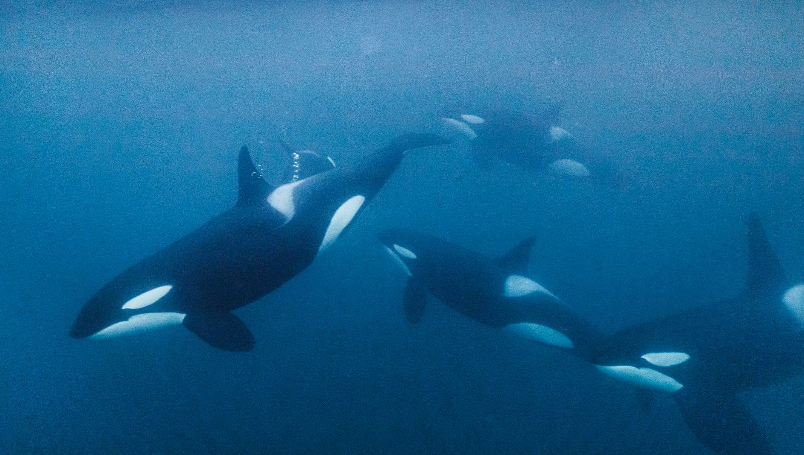 portekiz aciklarinda orka saldirisi 5 kisilik turist botu batti DSsERv6i