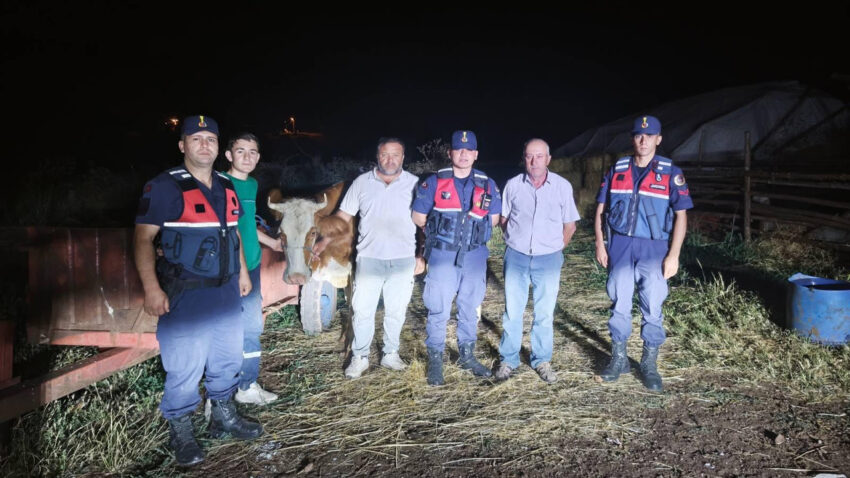 Bilecikte jandarmadan kayip buyukbas hayvan mesaisi MAe2ExUG