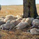 Yagmurdan sigindiklari agaca yildirim dustu 30 koyun telef oldu GRjziliW