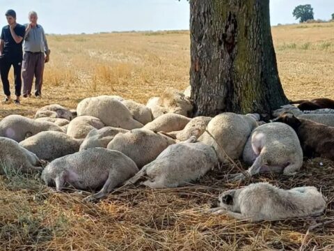 Yagmurdan sigindiklari agaca yildirim dustu 30 koyun telef oldu GRjziliW